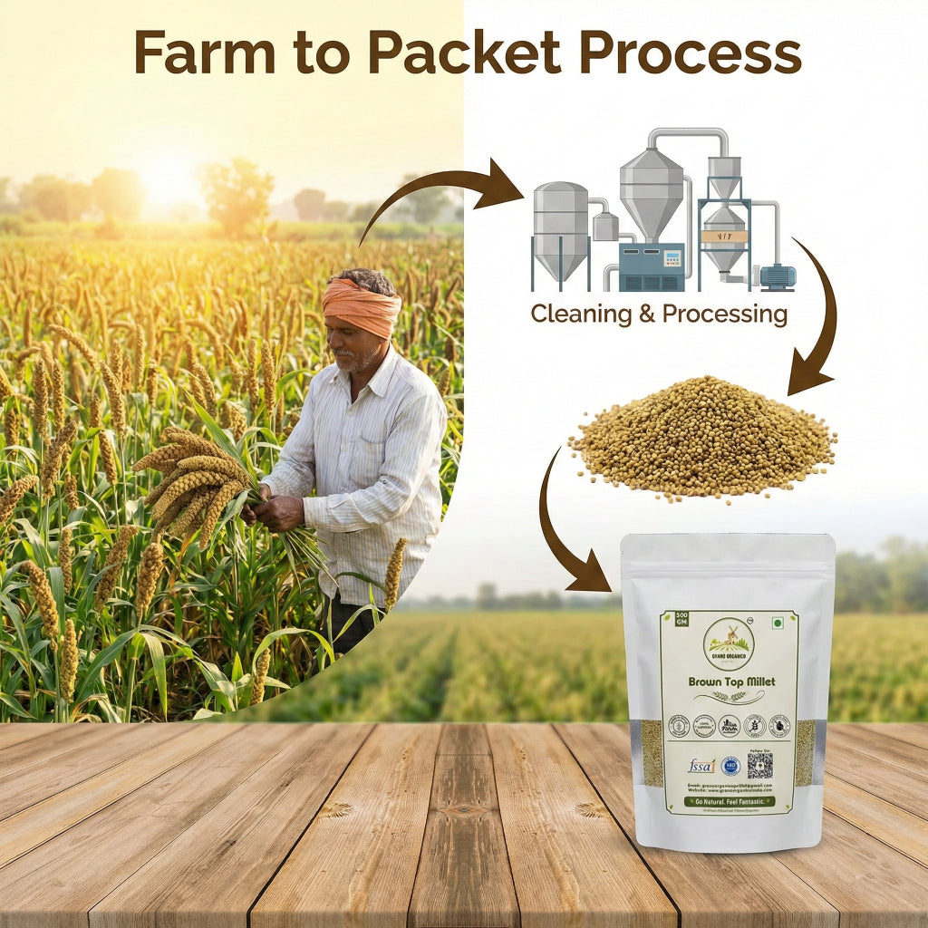 Grano Organico Premium Brown Top Millet (Hari Kangni) | Organic, Chemical & Pesticide Free